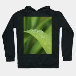 Grass leaf with focus on one rain drop Hoodie